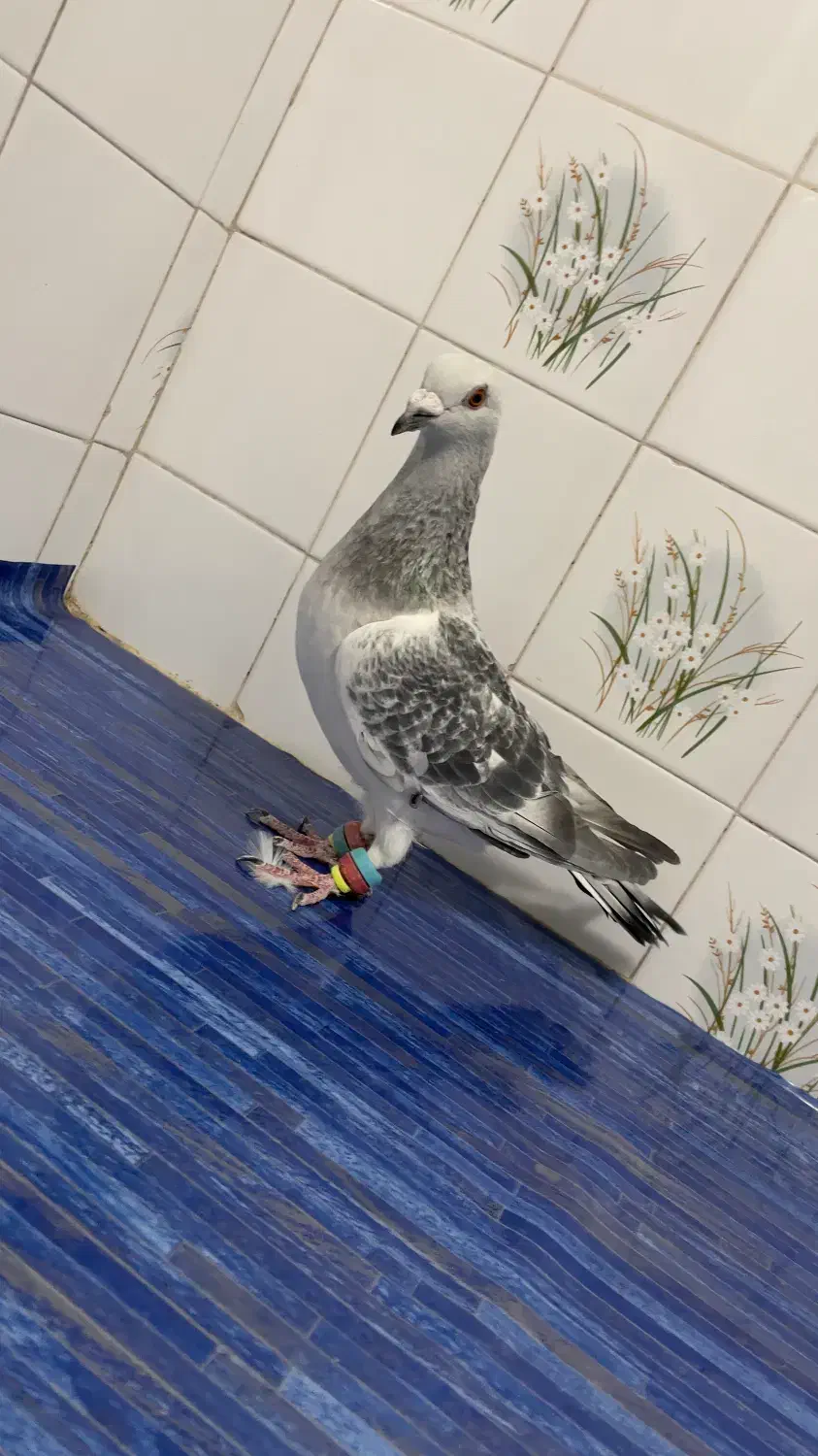 سلام. شامی و سوسکی سبز موقعیت کاشمر|پرنده|کاشمر, |دیوار