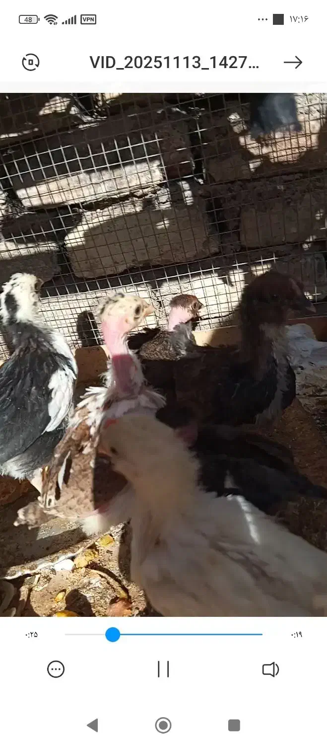 جوجه گلین اصل|حیوانات مزرعه|مهریز, |دیوار