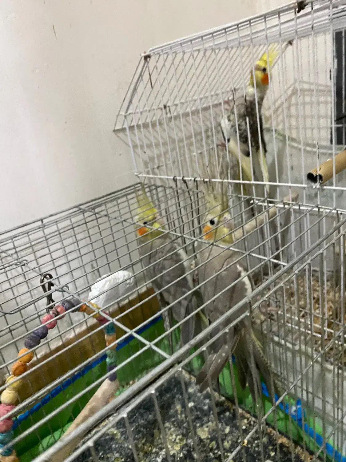 تعدادی عروس هلندی نر و ماده|پرنده|رشت, نخودچر|دیوار