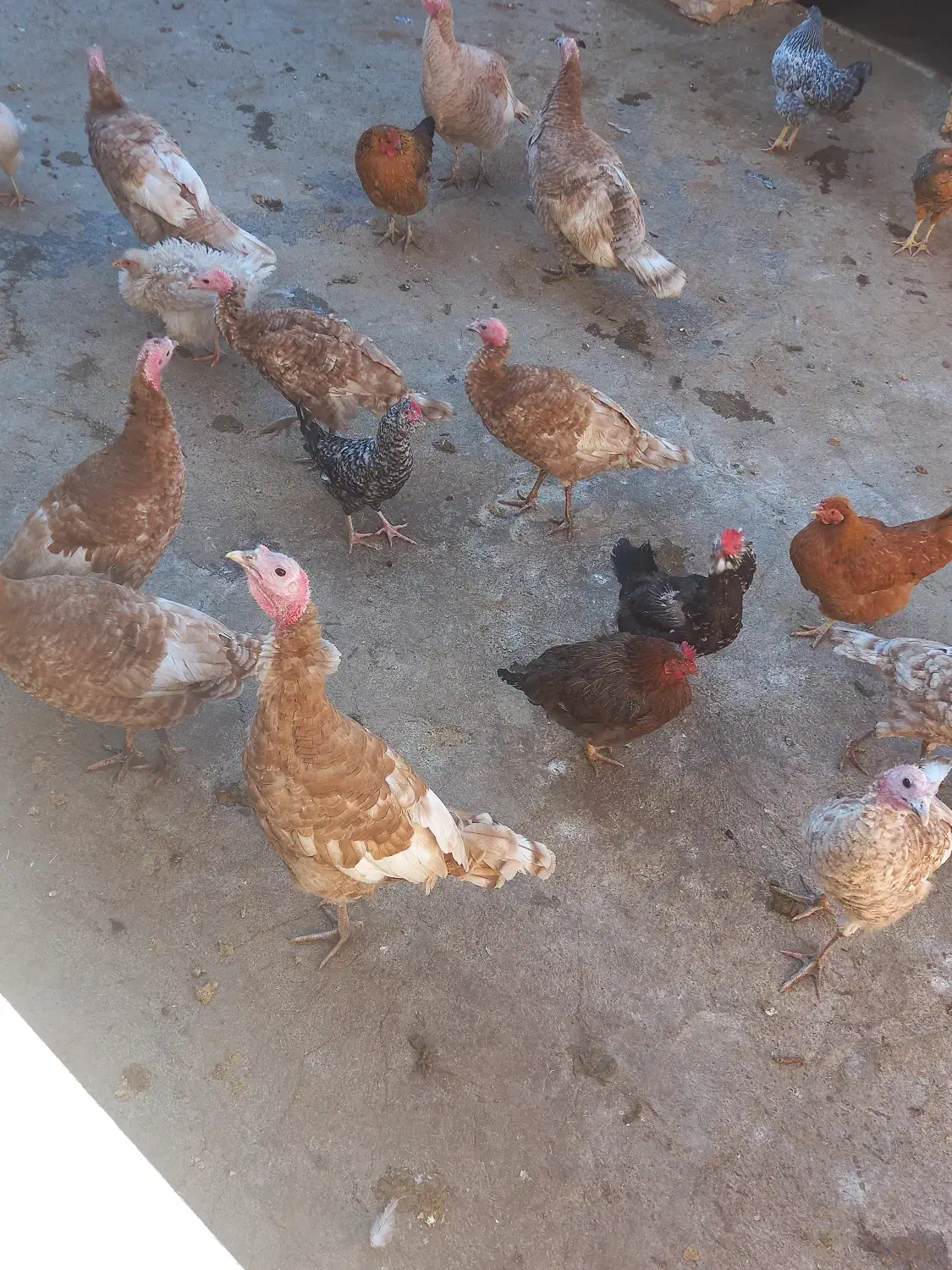 بوقلمون های ماده و نر سرجمع و تکی|حیوانات مزرعه|دیواندره, |دیوار