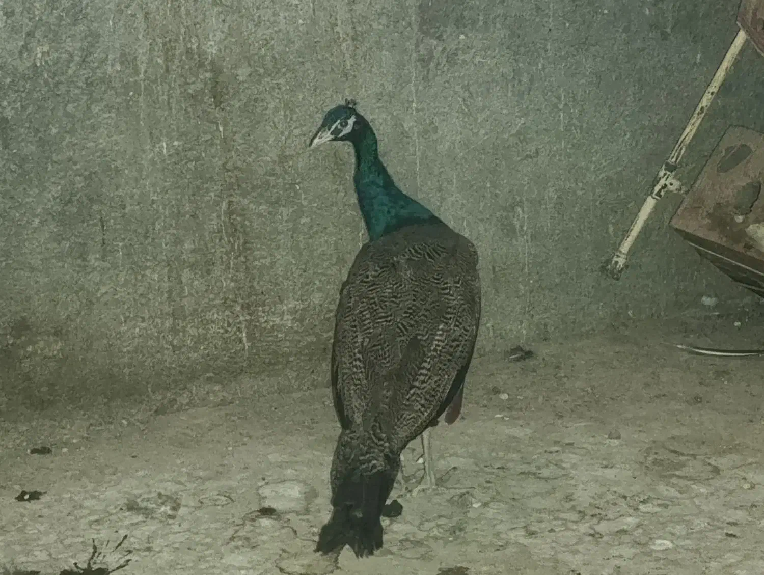 طاووس ابلغ|پرنده|خورموج, |دیوار