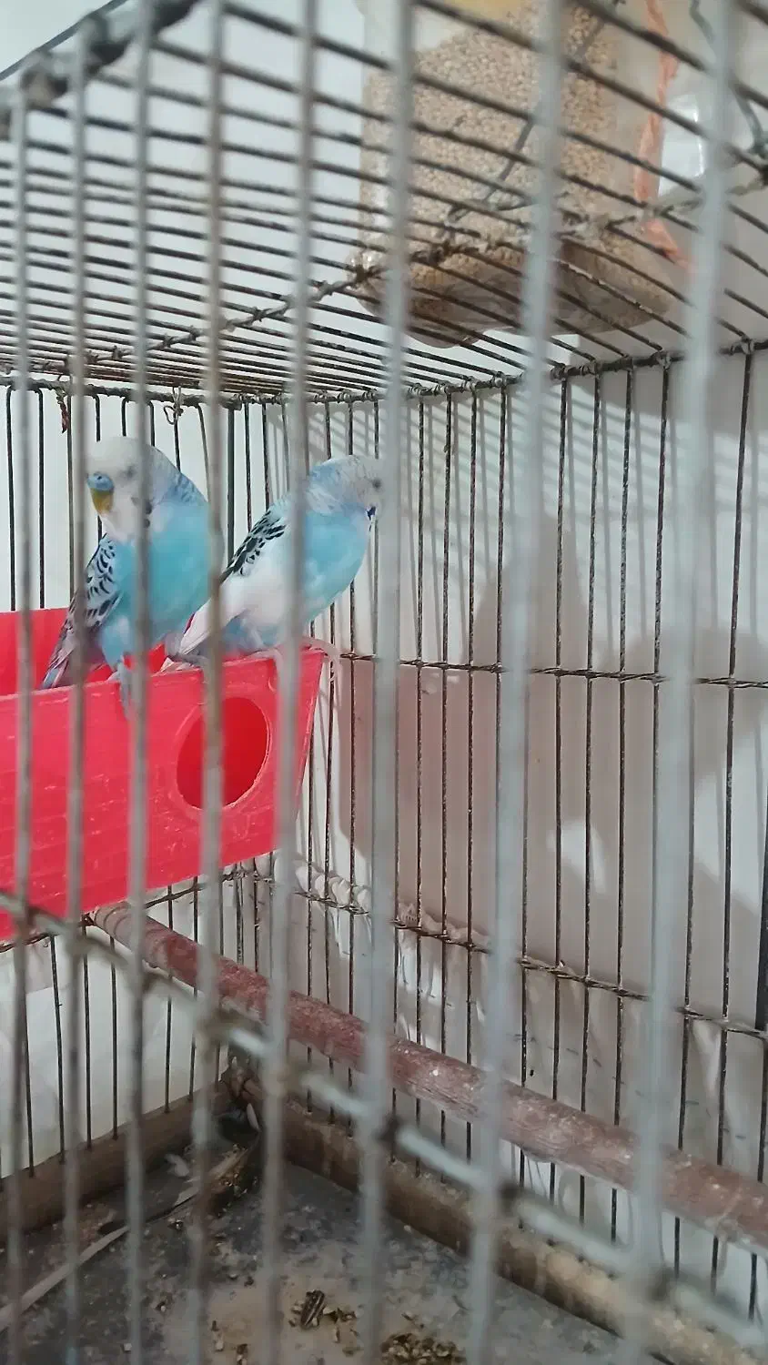 مرغ عشق|پرنده|دلبران, |دیوار