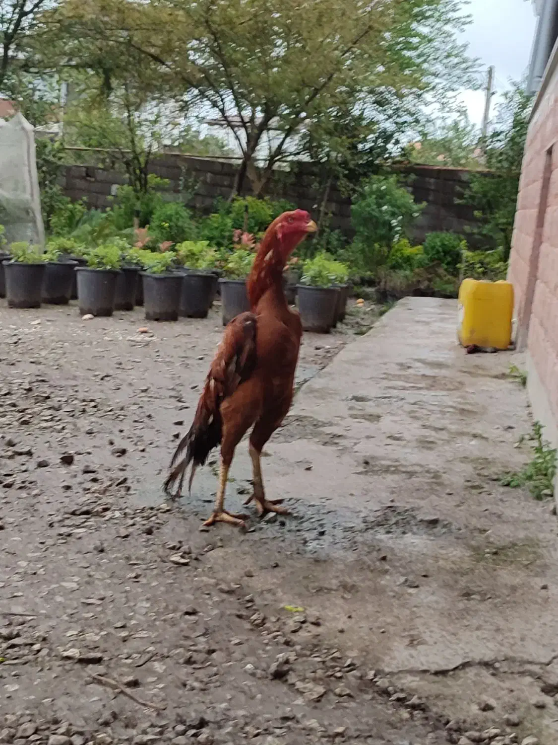 خروس لاری ابرش|حیوانات مزرعه|چابکسر, |دیوار