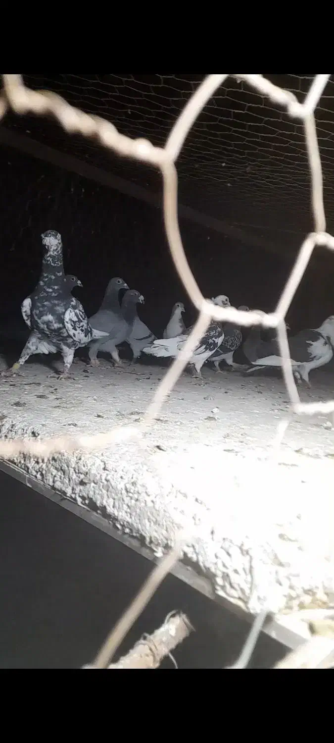 ۱۱تا کفتر فروشی|پرنده|قاسم‌آباد (خواف), |دیوار