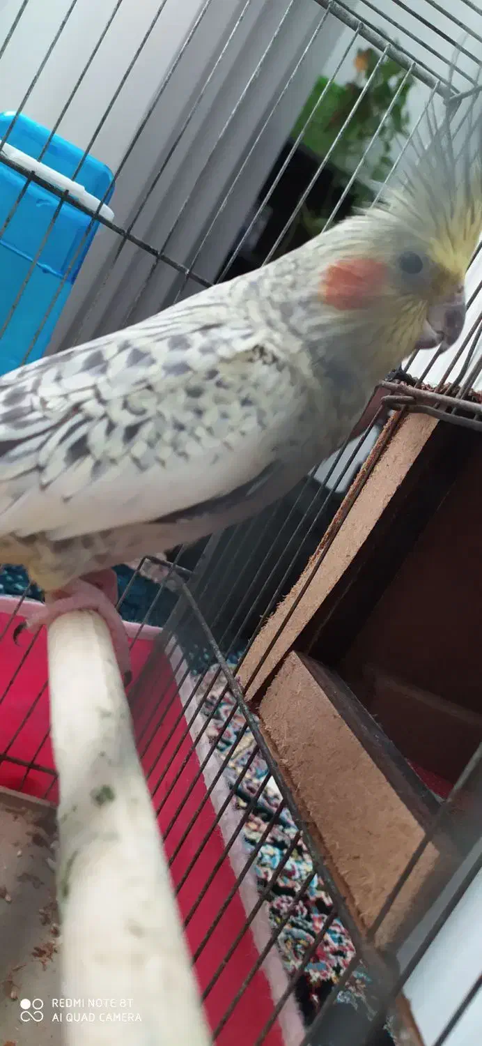 عروس هلندی|پرنده|قروه, |دیوار