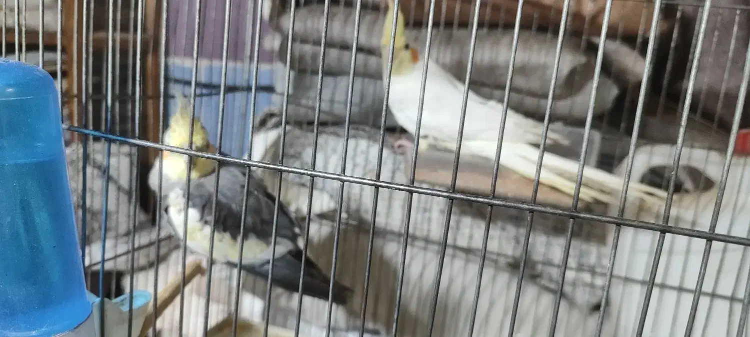 عروس هلندی|پرنده|خمین, |دیوار