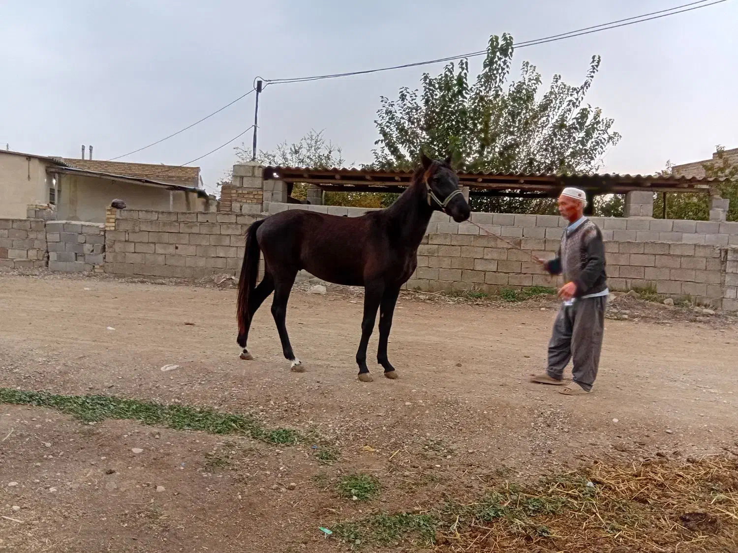 اسب نر|اسب و تجهیزات اسب‌سواری|گنبد کاووس, |دیوار