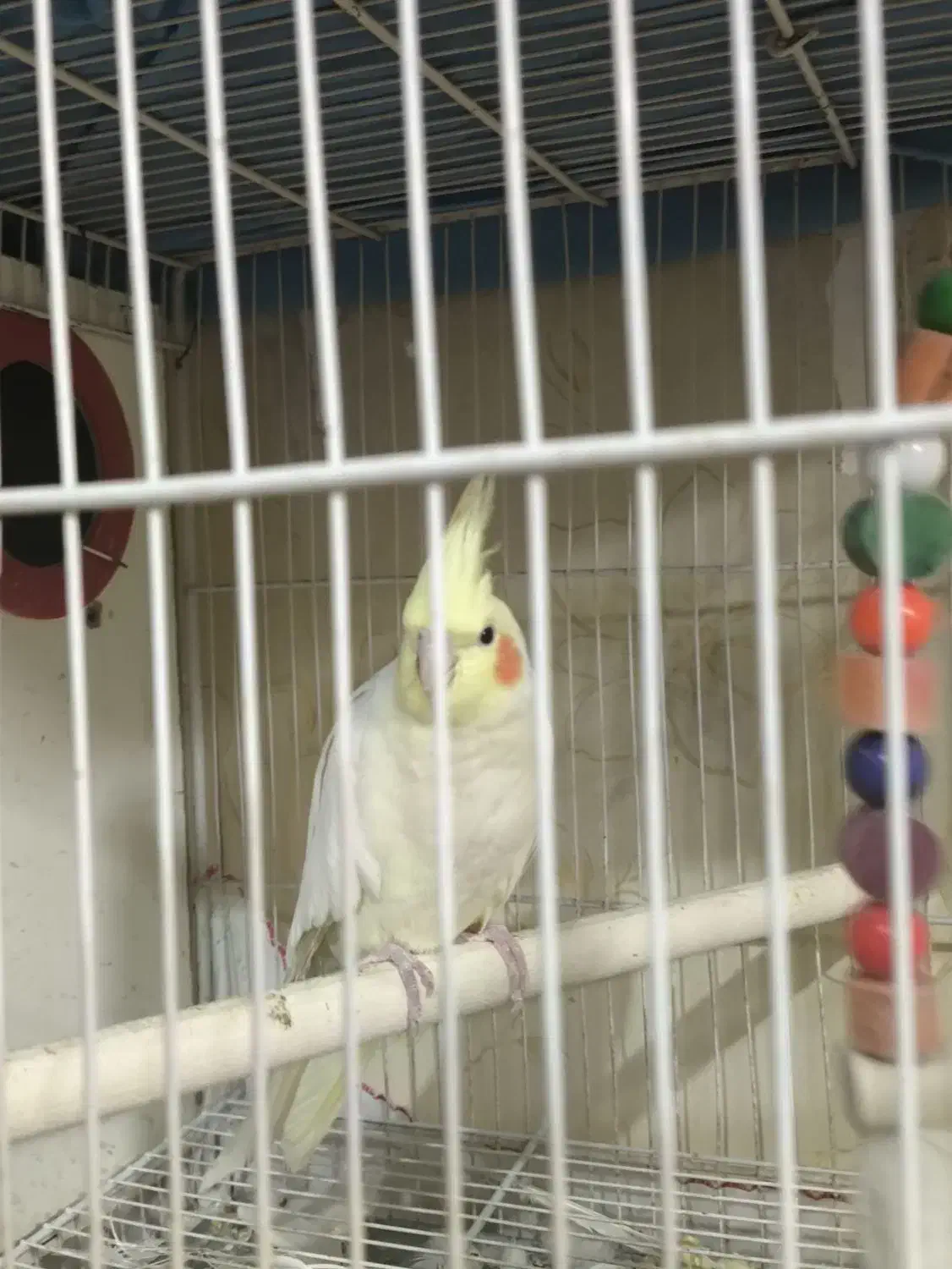 ۲ جفت عروس هلندی سر حال و مولد در حال تخم گذاری|پرنده|مشهد, جاهد شهر|دیوار