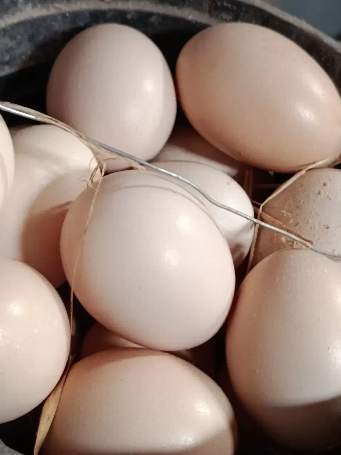 تخم ابریشمی موجوده|حیوانات مزرعه|کیاشهر, |دیوار