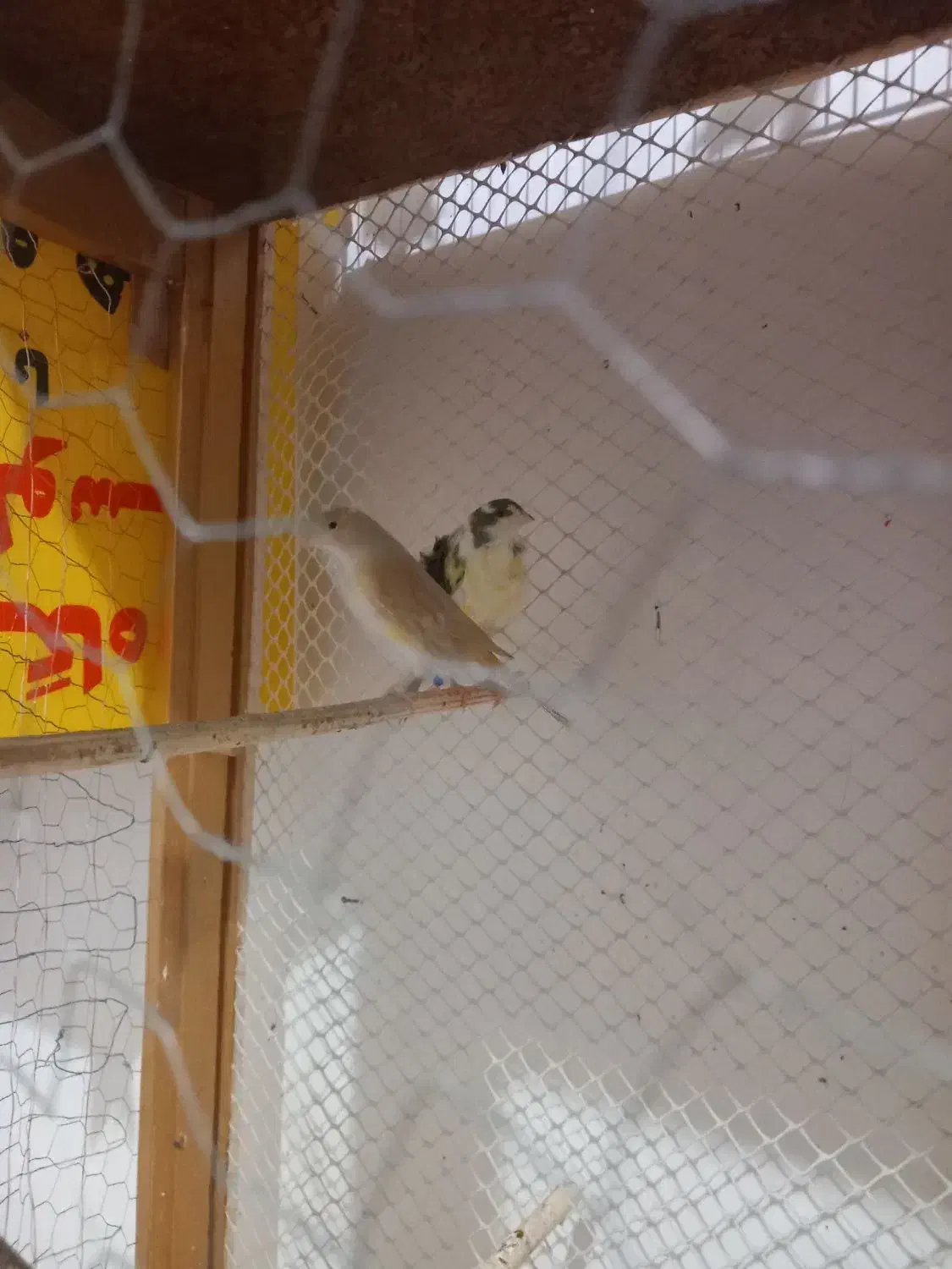 دو تا ماده آماده وجوان موقعیت ملکان|پرنده|ملکان, |دیوار