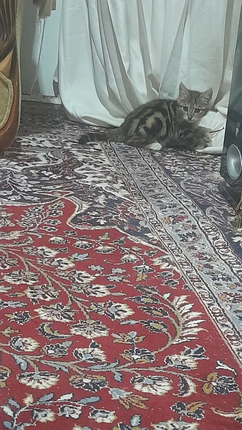 گربه واگذاری|گربه|نیشابور, ابراهیمی|دیوار