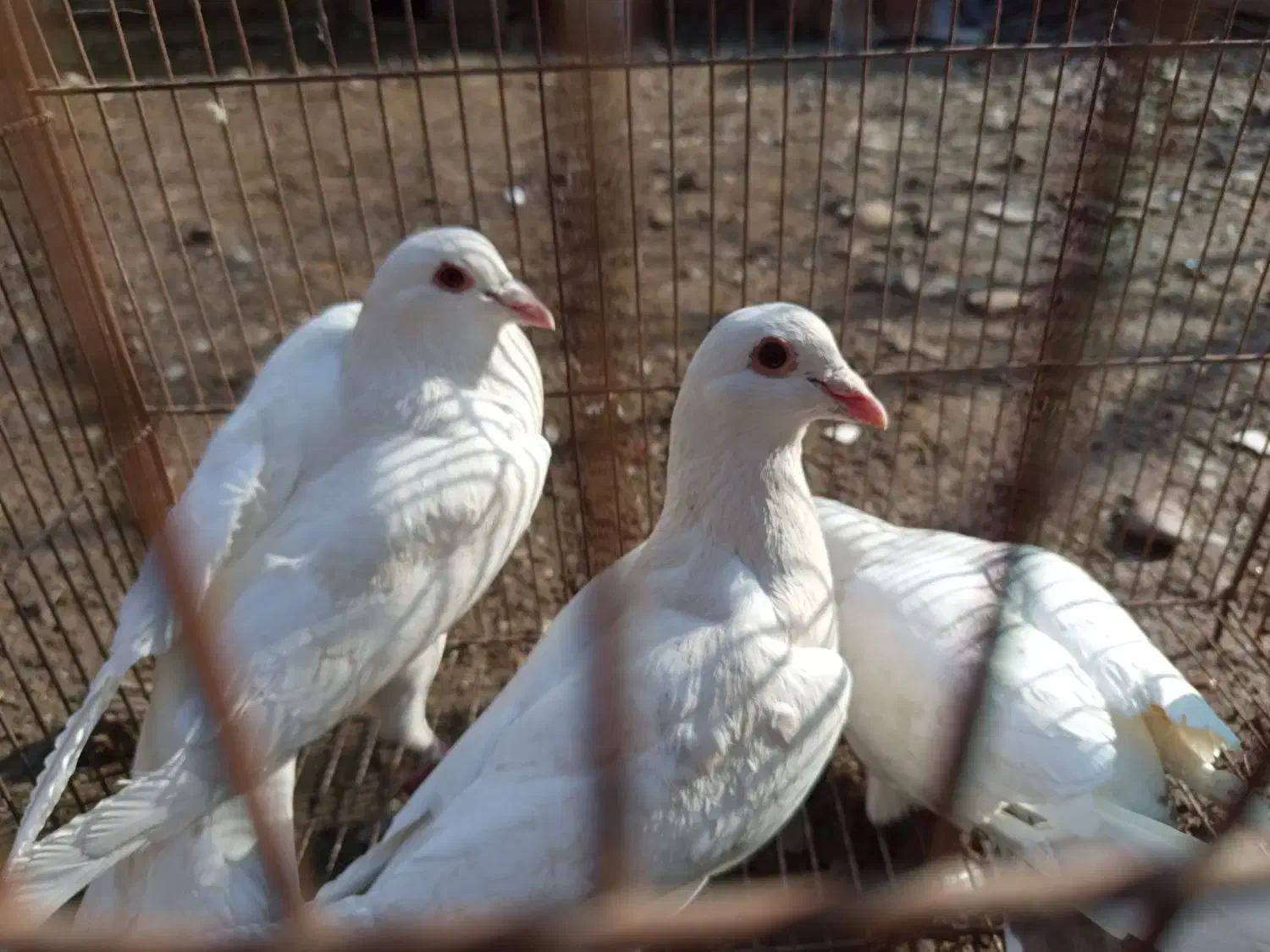 کبوتر|پرنده|فاضل آباد, |دیوار