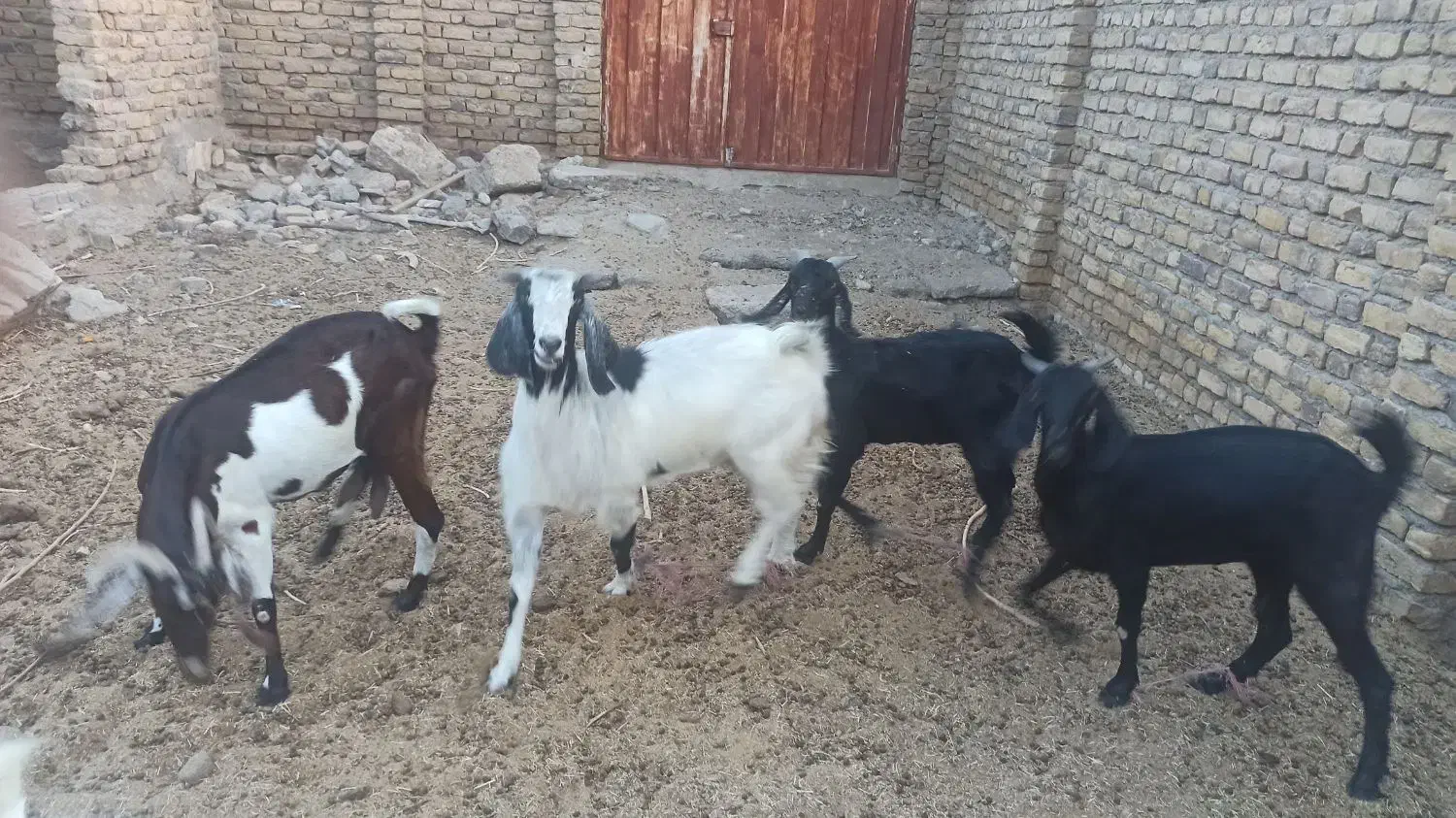 بز و بزغاله سفت چاق|حیوانات مزرعه|کاخک, |دیوار