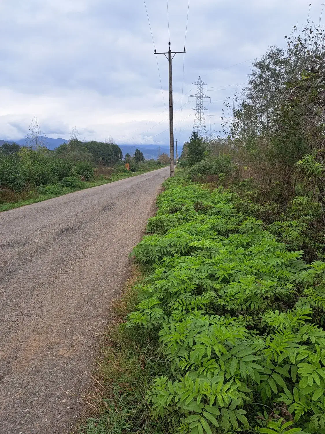 فروش زمین باغی  بادرخت صنوبر۴ساله|فروش زمین و ملک کلنگی|طاهرگوراب, |دیوار