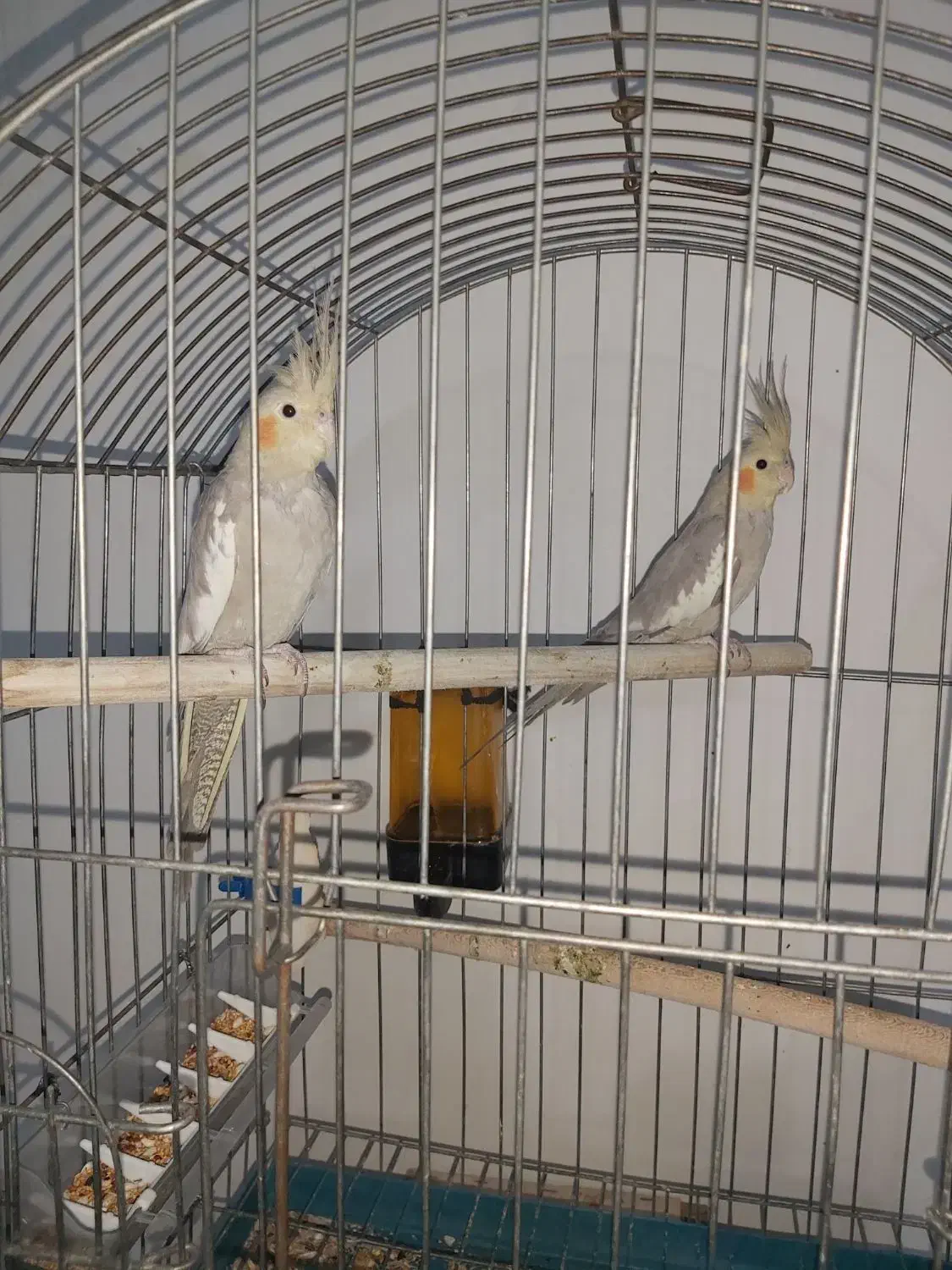 عروس هلندی|پرنده|رباط‌کریم, نصیرشهر|دیوار