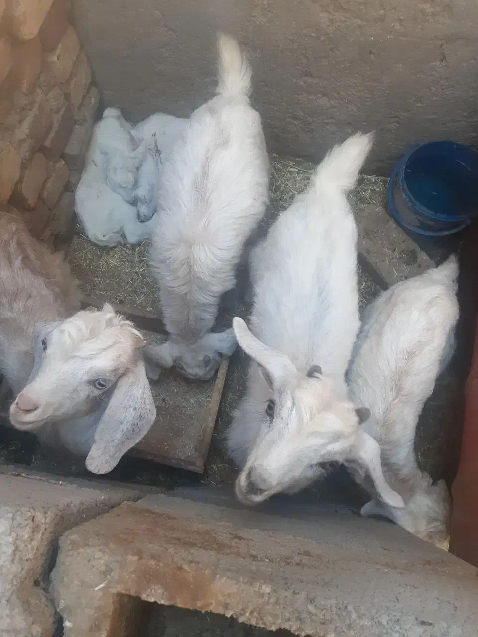 بز آبست محلی جوانه|حیوانات مزرعه|خوسف, |دیوار