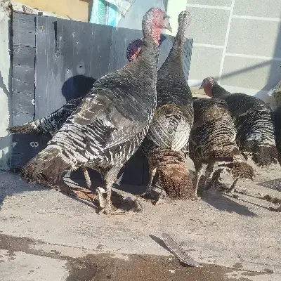 بوقلمون اورگانیک (طبیعی) جوان و چاق|حیوانات مزرعه|ماکو, |دیوار