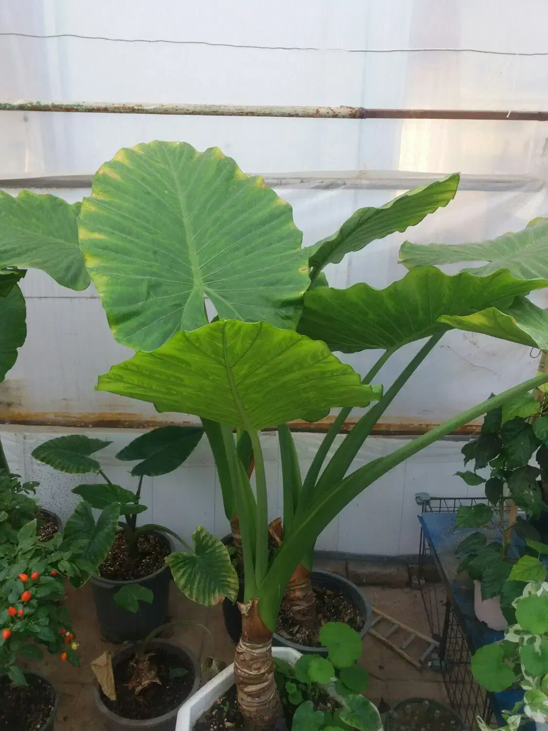 بابا ادم ریشه پرس|گل و گیاه طبیعی|پارسآباد, |دیوار