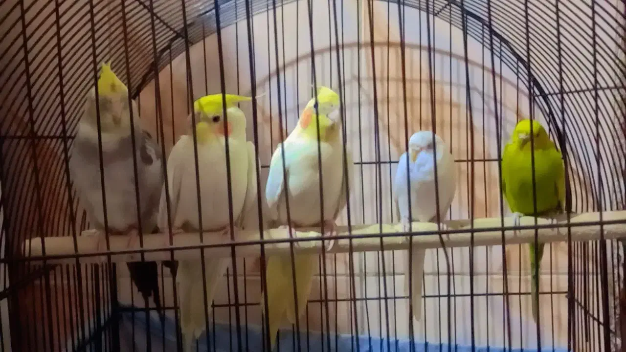 سه عروس هلندی سخنگو و دوتا مرغ عشق نر|پرنده|زهک, |دیوار