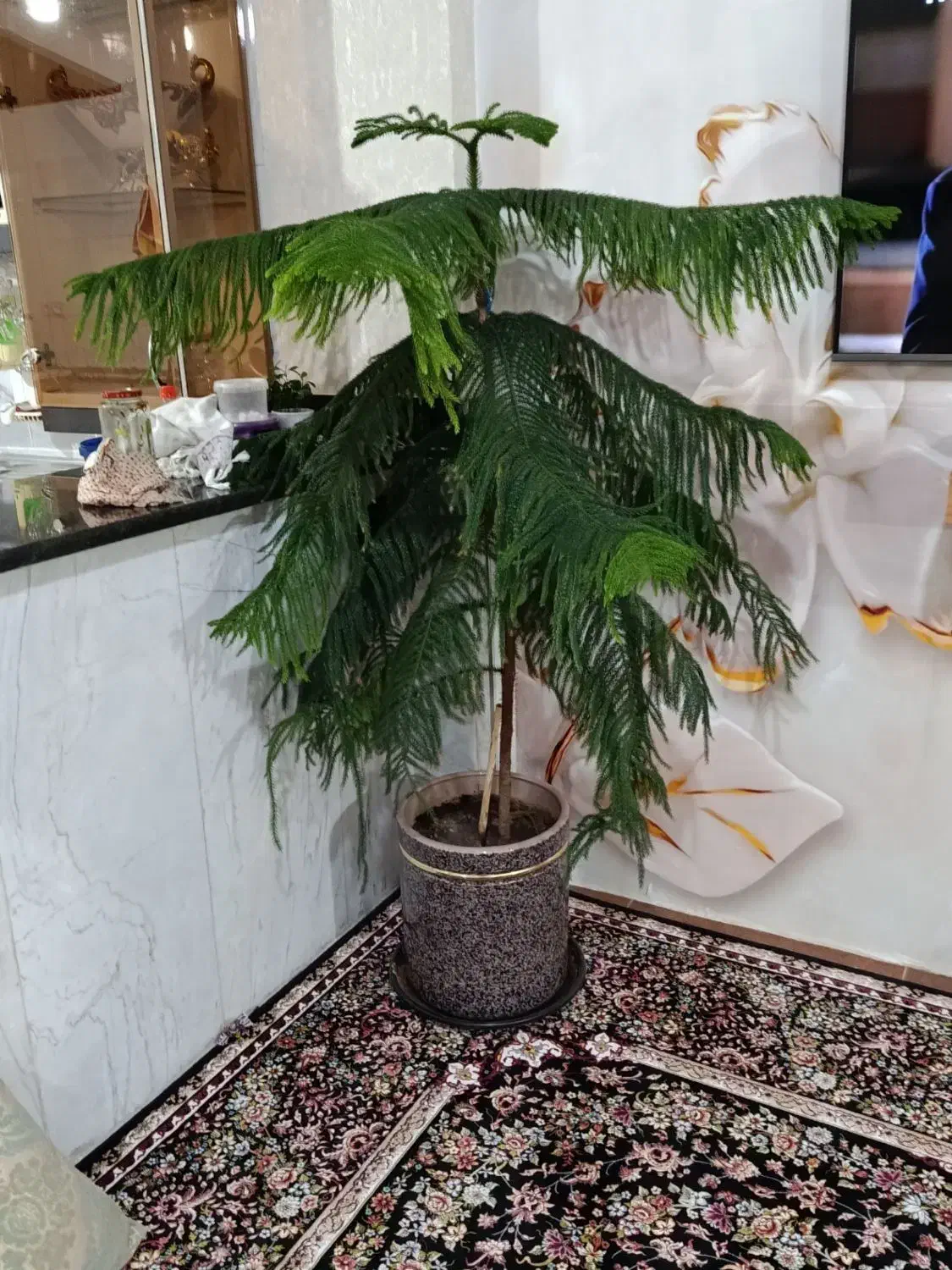 گل زیبا|گل و گیاه طبیعی|کرمانشاه, |دیوار