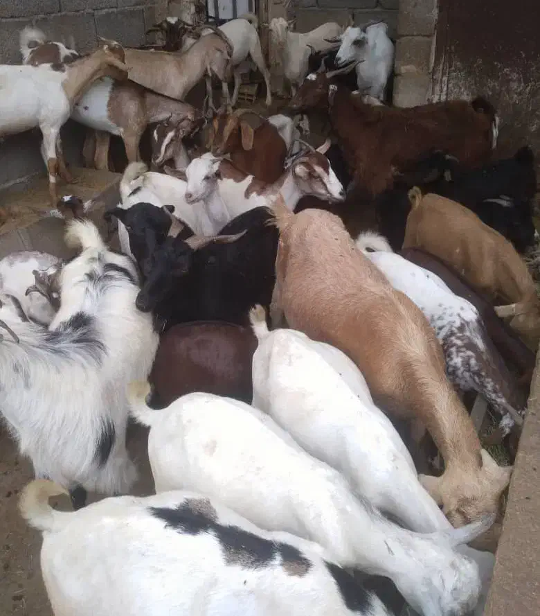 کهره نر و بز با قصابی خود بندرعباس|حیوانات مزرعه|بندرعباس, |دیوار