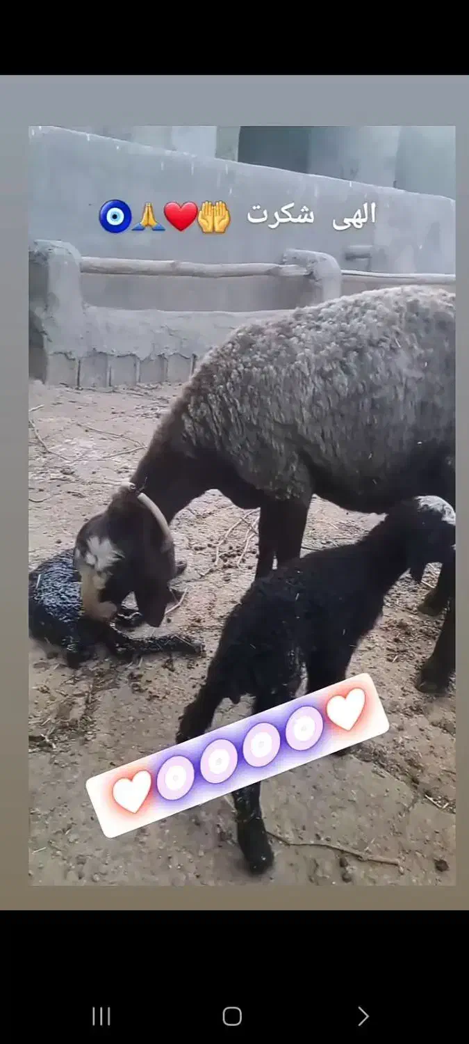 چـ.هار.صـ.ـد راس seroi  گوسفند seroi چندقــلــو.زا|حیوانات مزرعه|سیدان, |دیوار