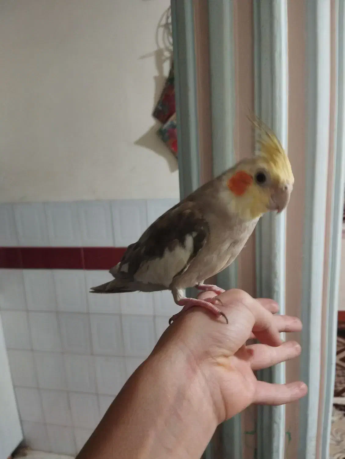 عروس هلندی سخنگو و آواز خوان|پرنده|نورآباد, |دیوار