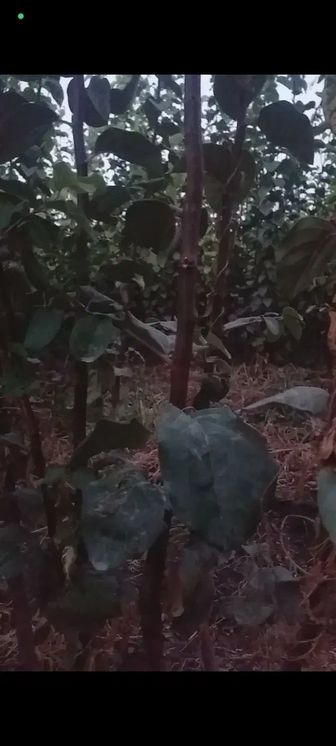 نهالستان|گل و گیاه طبیعی|میاندوآب, |دیوار