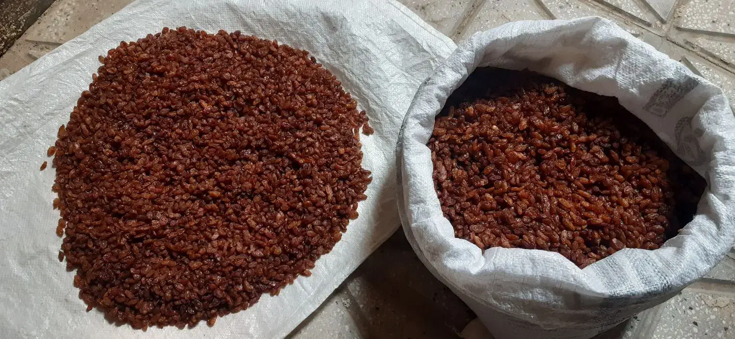 کله افتابی|خوردنی و آشامیدنی|بردسکن, |دیوار