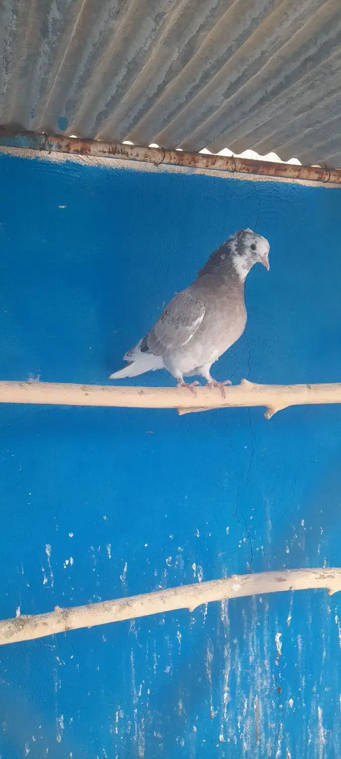 کفتر ماده جوجه|پرنده|قم, زند آباد|دیوار