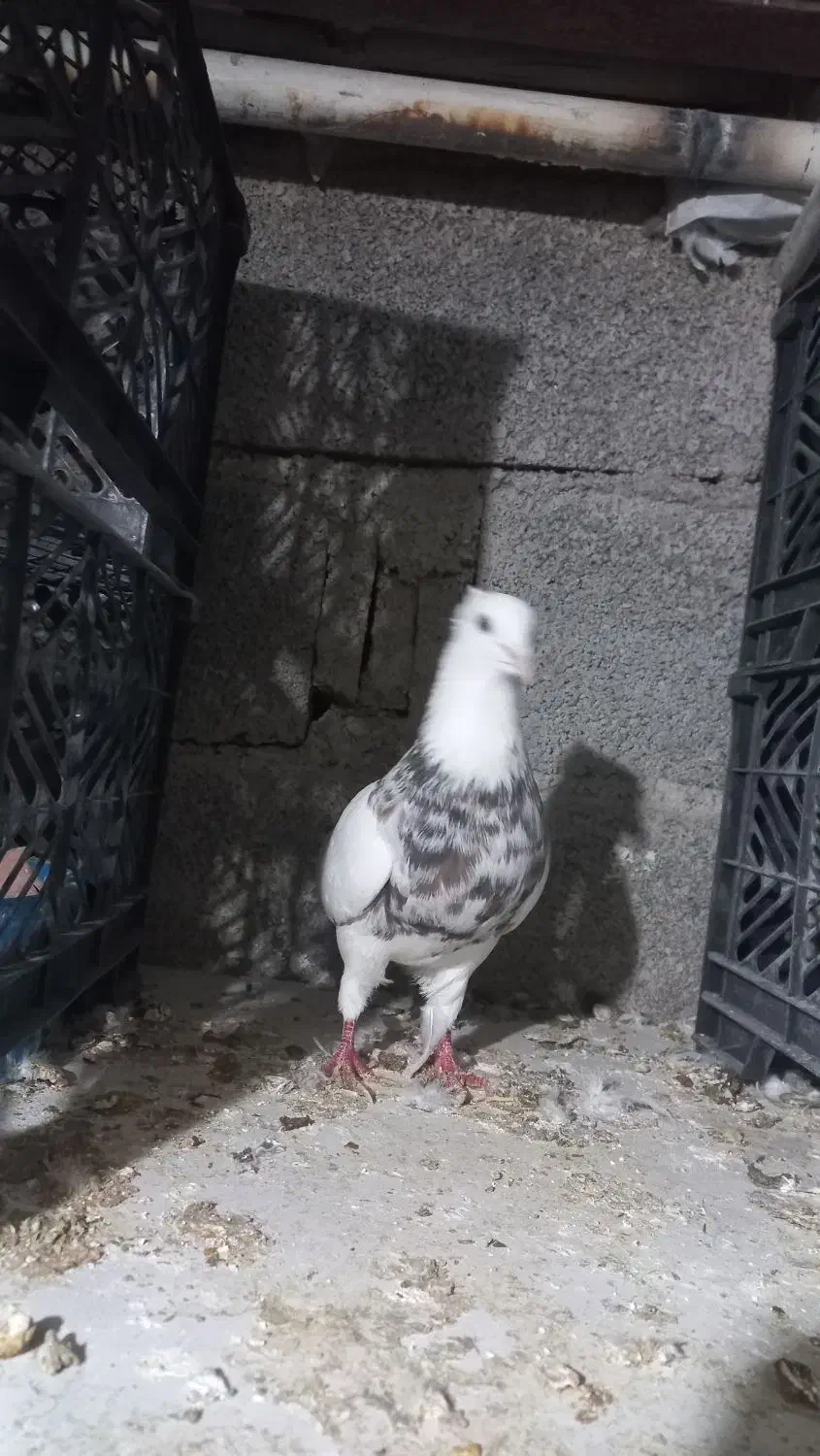 طوقی نر الماسی خال سیاه اجری همه چی تو عکس مشخص|پرنده|دره شهر, |دیوار