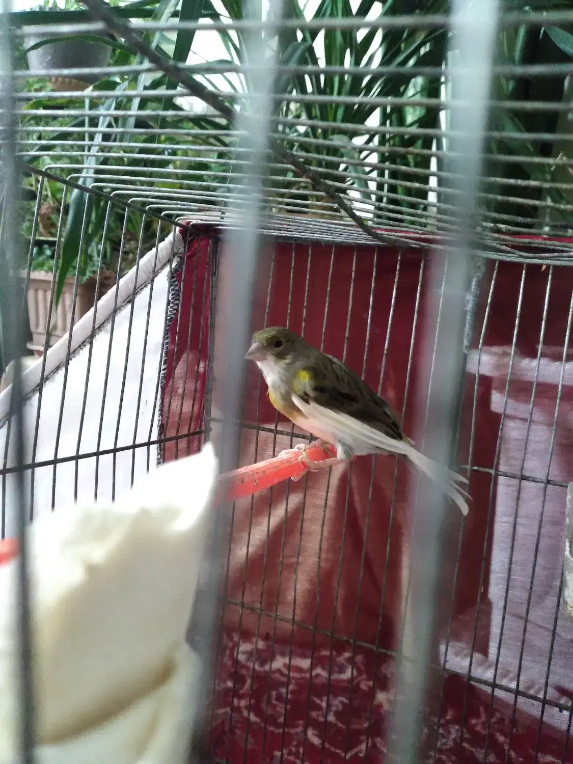 قناری ماده اماده|پرنده|اردبیل, |دیوار