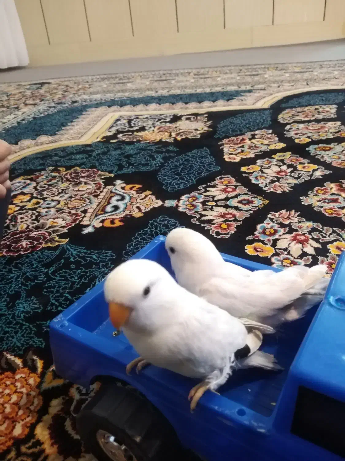 کوتوله دستی|پرنده|شهرضا, |دیوار