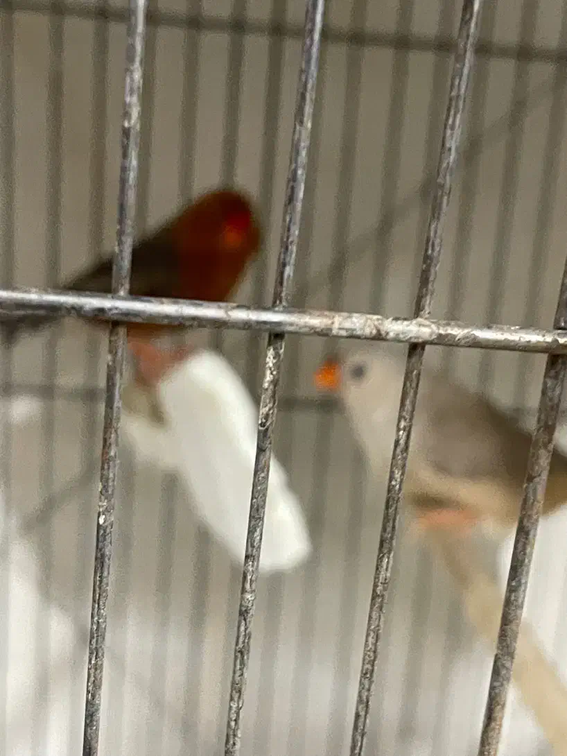 جفت فول اورنج روی تخم|پرنده|تهران, نعمتآباد|دیوار