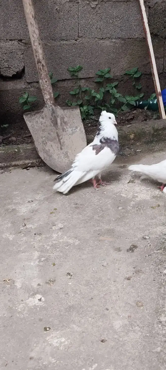 کبوترکفترطوقی۳عدد|پرنده|تالش, هشتپر|دیوار