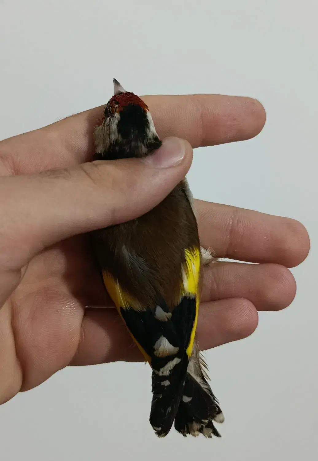 سهره رسمی نر جوجه امساله|پرنده|آمل, |دیوار