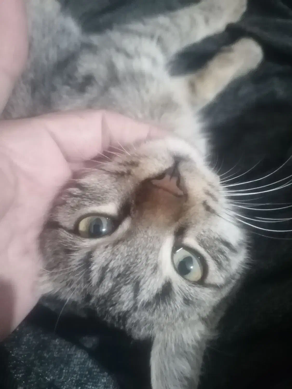 واگذاری بچه گربه سه ماه نر|گربه|نیشابور, میدون بار|دیوار