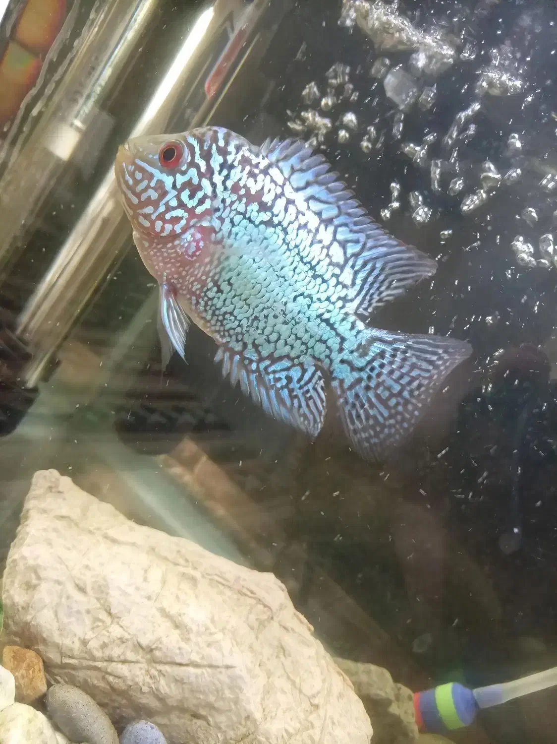 ماهی فلاور کامفا|ماهی|تهران, دریا|دیوار