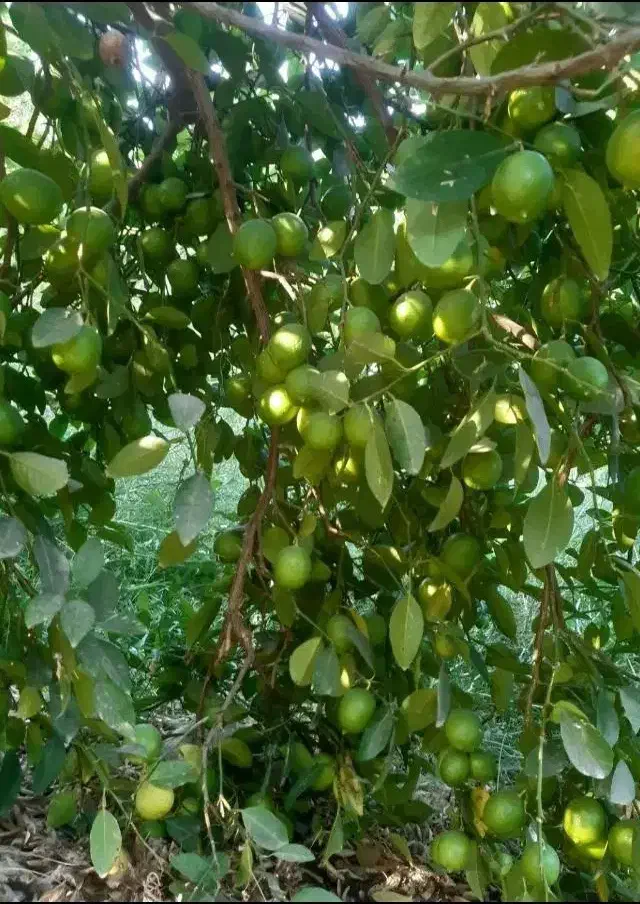 باغ لیمو|فروش زمین و ملک کلنگی|بوستان, |دیوار