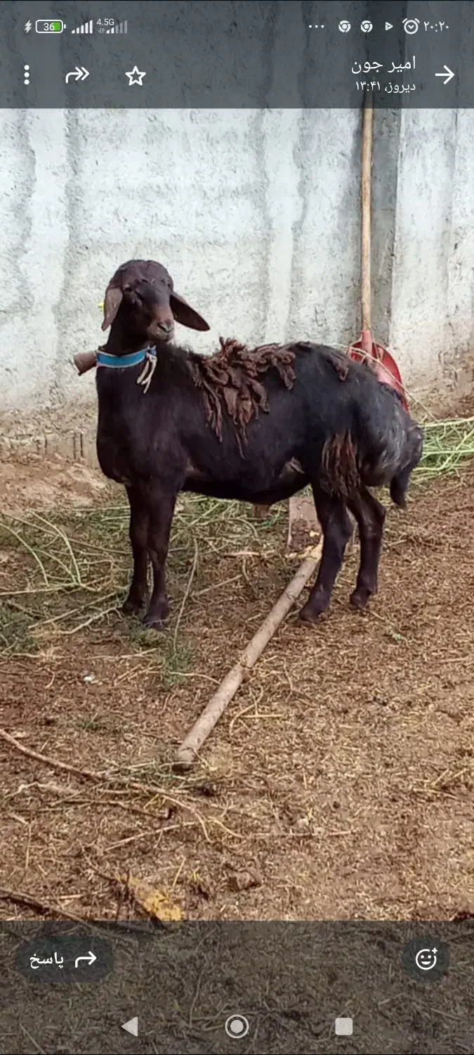 گوسفند بره نر قوچی مخصوص تخمی کاربلد درجه یک|حیوانات مزرعه|قائم‌شهر, |دیوار