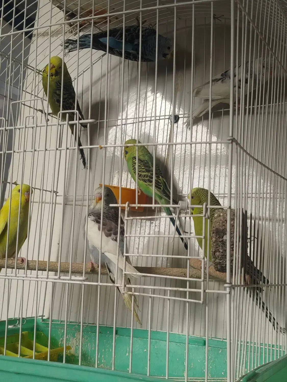 مرغ عشق انگلیسی|پرنده|خمینی‌شهر, |دیوار