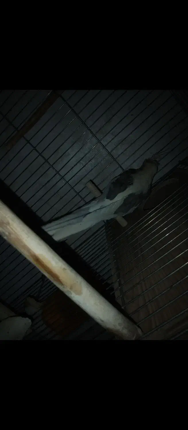 عروس هلندی|پرنده|تهران, شهرک رضویه|دیوار