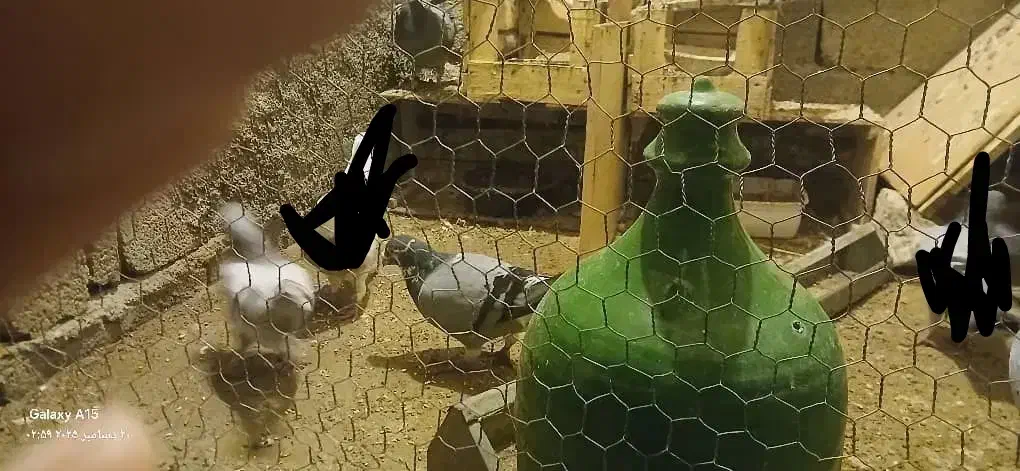 سلام 3تا کبوتر نر|پرنده|برازجان, |دیوار