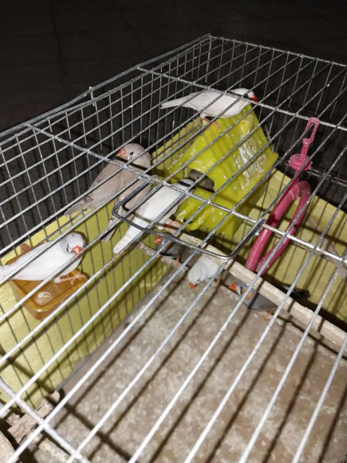 تعدادی فنچ نروماده زبرا  جهت فروش می باشد|پرنده|تهران, امیریه|دیوار