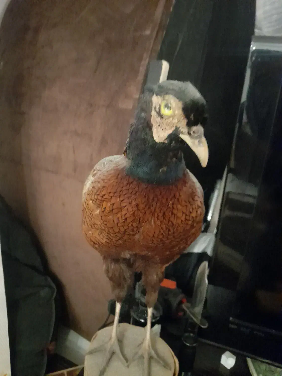 مجسمه.|مجسمه، تندیس، ماکت|تهران, باغ فیض|دیوار