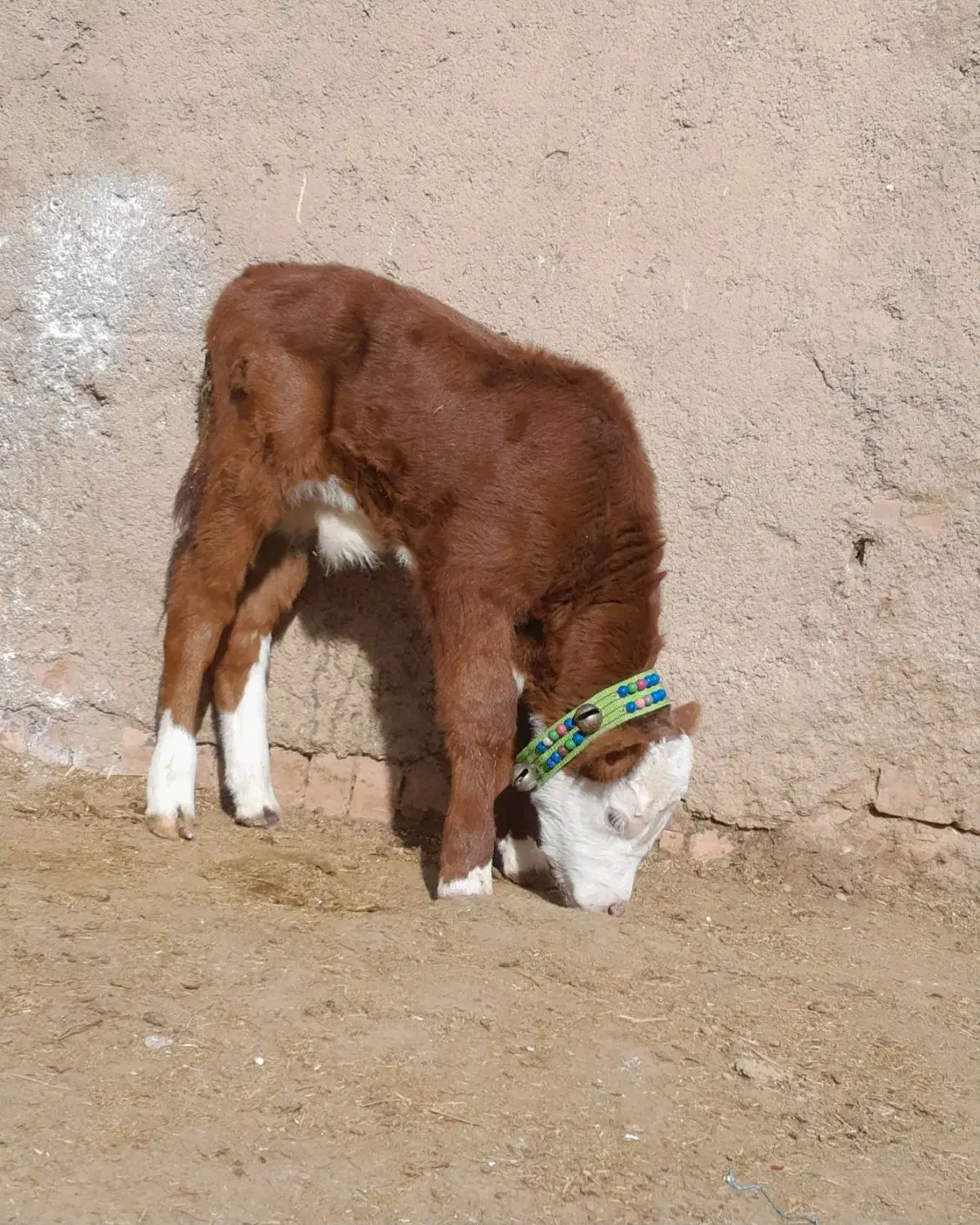 گاو شیری|حیوانات مزرعه|اسفرورین, |دیوار