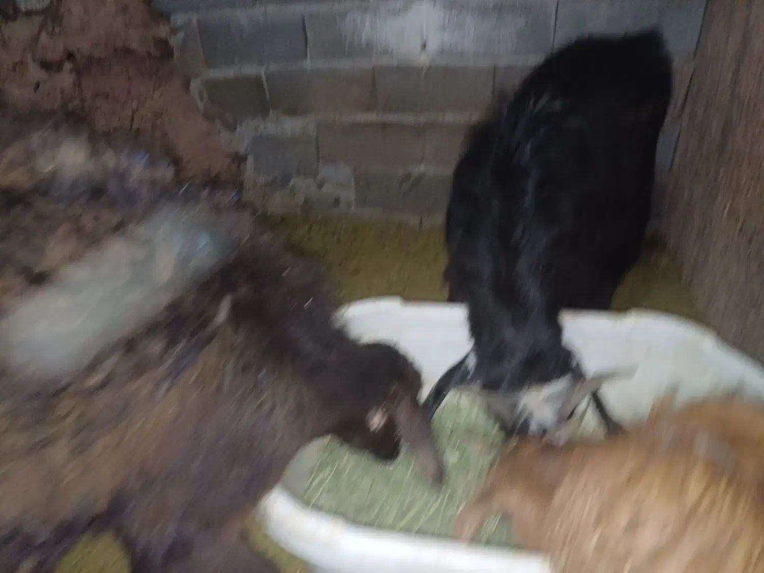 بره و بز|حیوانات مزرعه|کیلان, |دیوار