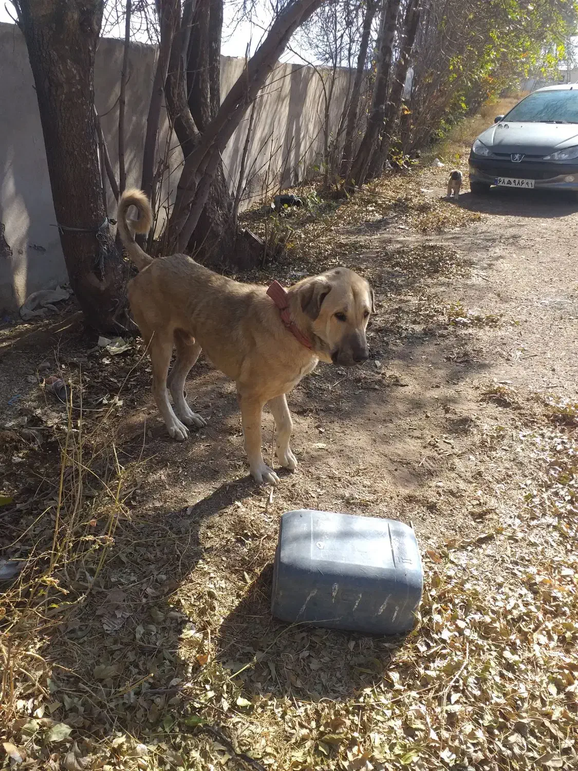 واگذاری عراقی نر ۱۳ ماه|سگ|هیر, |دیوار