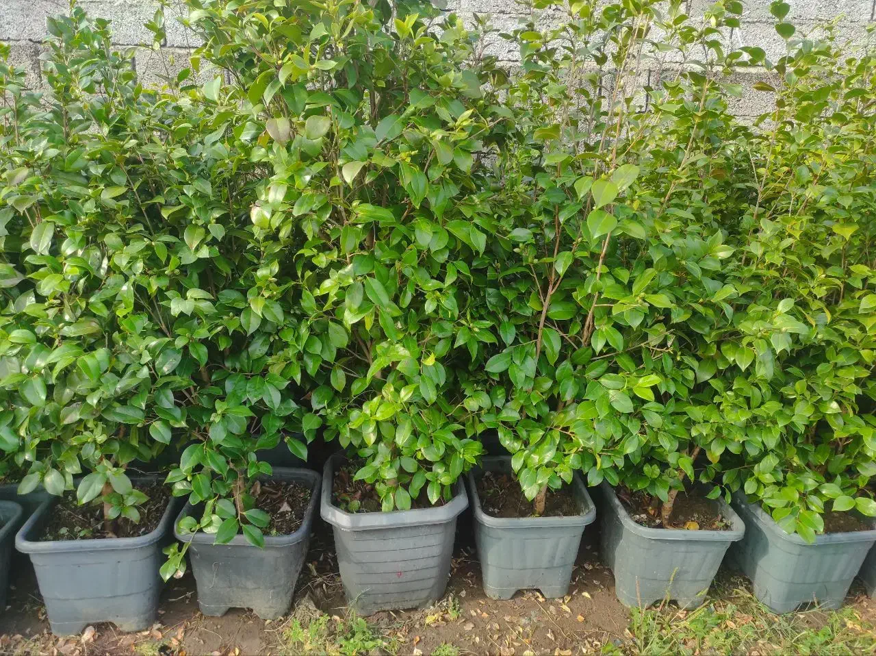 فروش کاملیا|گل و گیاه طبیعی|چابکسر, |دیوار