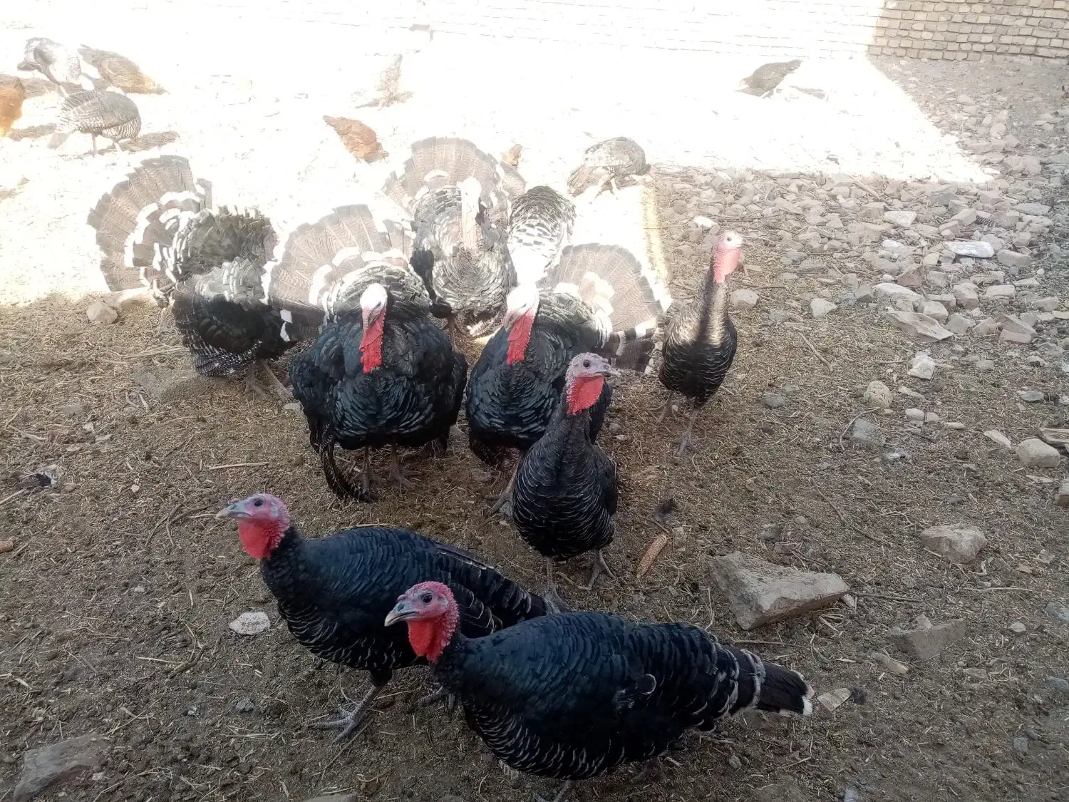 بوقلمون محلی|حیوانات مزرعه|جوین, |دیوار